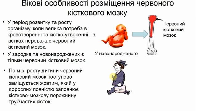 Анатомія лімфатичної системи смотреть онлайн