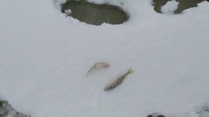 Как зимой найти рыбу на незнакомом водоеме? Как рыбачить на новом месте?