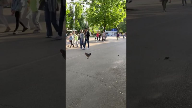 Да ну чё ни кто курицу не замечает ну ёмаё?((((
