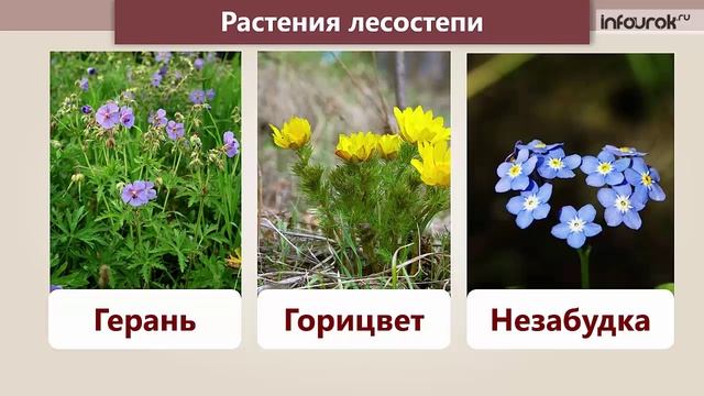 Лесостепь
