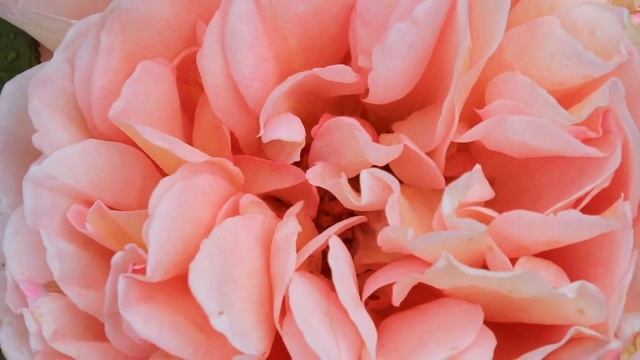 Цветы в саду . Май смотреть онлайн