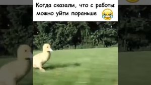 Прикол про утку«Когда сказали что можно уйти домой пораньше»