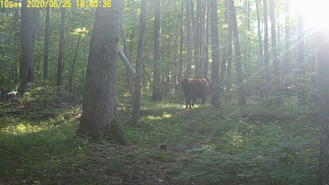 Зубры в лесу (урочище Багун) смотреть онлайн