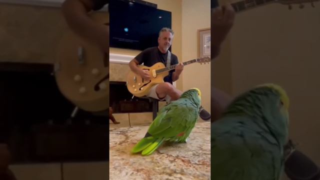 🦜 🪕 🥁 🎻🎺🎸🎹 Похоже, появился новый король блюза...  🦜 🪕 🥁 🎻🎺🎸🎹