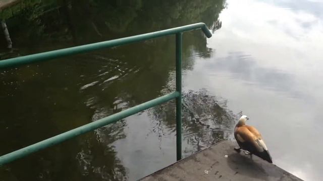 Утки защищают своих утят, Москва, ВДНХ смотреть онлайн