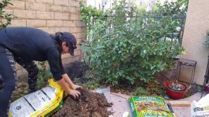 Transplanted a 10 foot Apple Tree. How to prepared the soil before transplanting