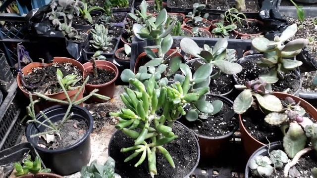 как пересаживать комнатные растения осенью. смотреть онлайн