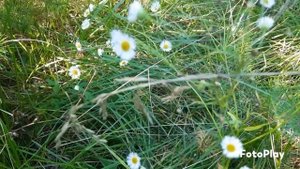 Царские грибы РЫЖИКИ. А почему они царские? #рыжики