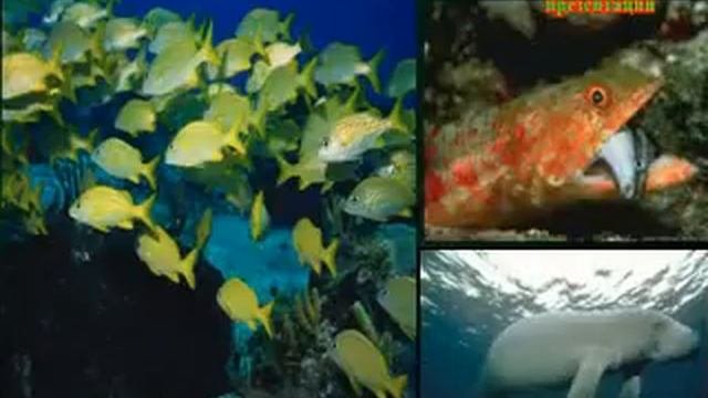 презентация Кальций смотреть онлайн