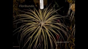 Tillandsia Air Plants in bloom today 3/23/2019