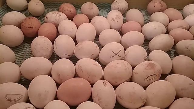 Мыть или не мыть яйца для инкубации??? смотреть онлайн