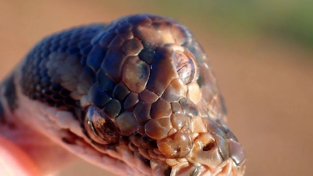 10 Самых Необычных Змей в Мире смотреть онлайн