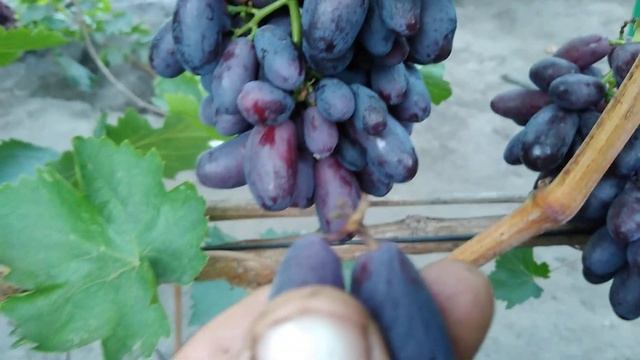 Виноград Рiзауш. 7.09.2022 смотреть онлайн