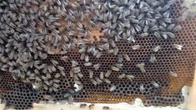 Весенняя ревизия зимовалых отводков и островной Карники смотреть онлайн