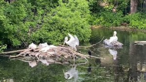 Московский зоопарк. Пеликаны