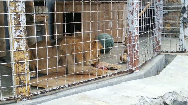 СЕВА съел воробья и отжал мясо у КИАРЫ🤣 смотреть онлайн