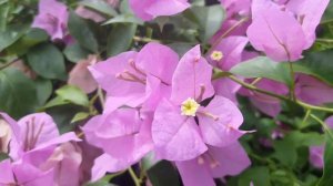 বিখ্যাত H.B Singh Bougainvillea|H.B Singh Bougainvillea variety|Beauty of H.B Singh Bougainvillea