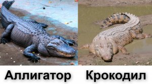 Давайте разберемся, чем отличается крокодил от аллигатора!