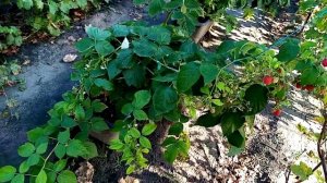 малина сорта - маравилла, энросадира, 6 сентября 2023года, юг ростовской области.