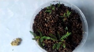 Рассада тысячелистника . Когда сеять?