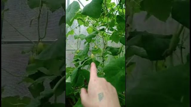 Теплица огурец 30.08.2023.г