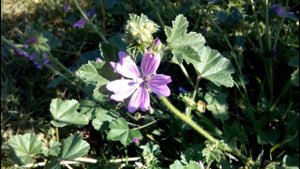 МАЛЬВА ЛЕСНАЯ (ПРОСВИРНИК ЛЕСНОЙ) - лекарство, растущее у нас под ногами