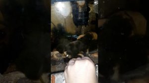 Сом Анциструс откушено пол хвоста? кто и почему.10литров аквариум.