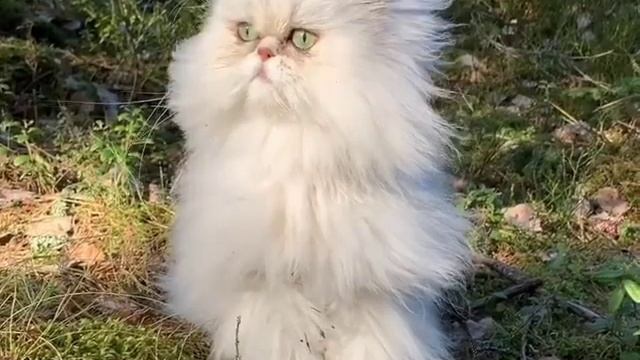 Cat With Hashtags