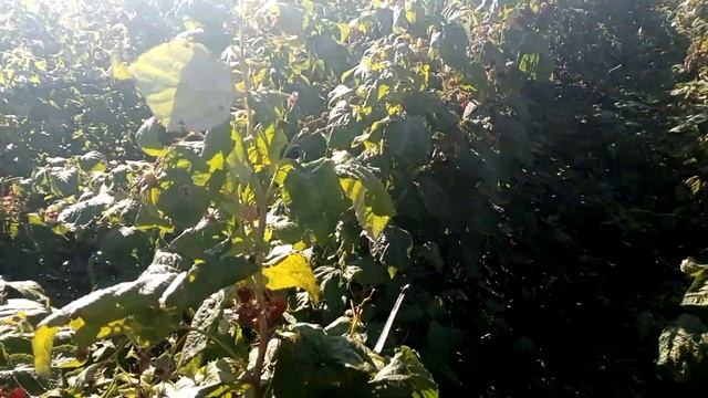 Малина, которая приносит деньги и при этом не требует высоких затрат!!!!!! смотреть онлайн