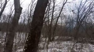 Как правильно валить дерево.Заготовка дров.Дрова на зиму.