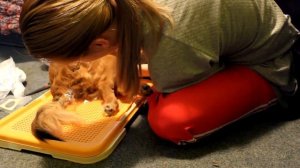 Как собрать мочу на анализ у собаки-спинальника