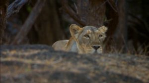 Секреты дикой Индии 3 серия «Львы пустыни» (документальный сериал, 2012)