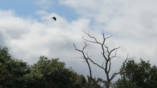 Loudest Bird In Africa Hadeda Ibis смотреть онлайн