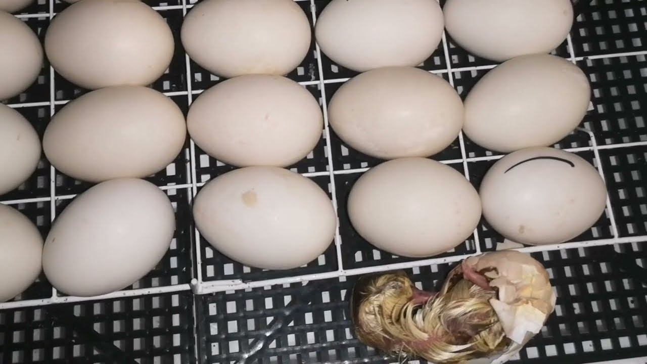 Расклёв яйца в гнёздах курами, инкубаторы, утята гусят, цыплята