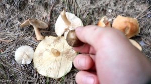 Коллибия масляная и коллибия лесолюбивая как отличить