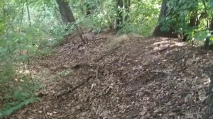 Самая древняя лесополоса!