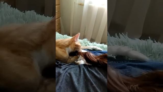 Снимает резинку с волос))) смотреть онлайн