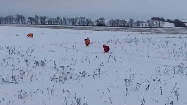 Питомник левреток GRAZIA ITALIANA . Kennel.Левретки. Italienisches Windspiel. Italian greyhound смотреть онлайн