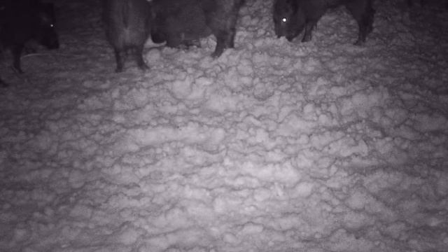 ? Кабаны на фото ловушке с 27 Февраля по 8 Мая 2022 года смотреть онлайн