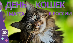 День кошек в России
