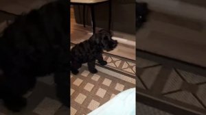 Дрессировка щенка цвергшнауцера