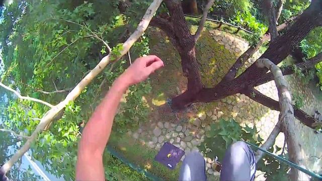 Test 3 climbing system in the Liquidambar formosana смотреть онлайн