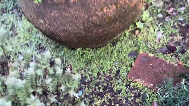 Planting Muscari in the lawn and Dividing Blue Star Creeper, a Ground Cover. смотреть онлайн