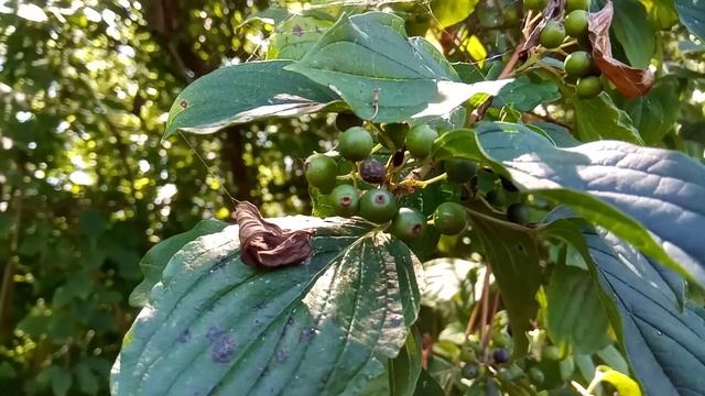Лесная магия Горячего Ключа смотреть онлайн