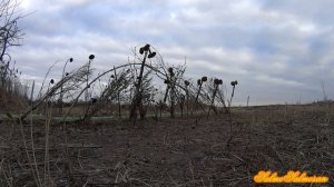 Ловля певчих птиц на тайник - Хороший щегол.