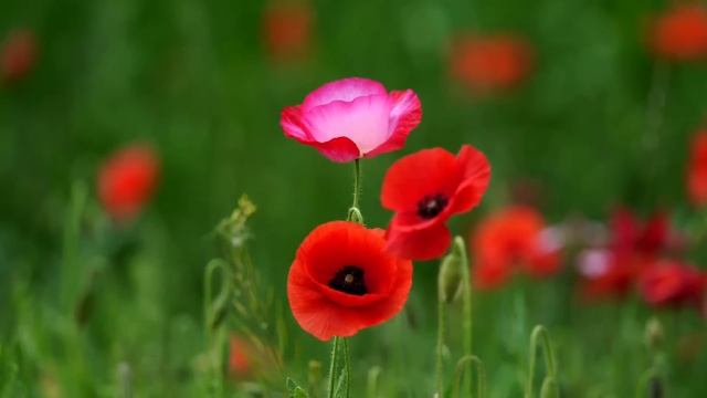 8 июня - День важных перемен. Каждый освобождается от старого | Лунный Календарь смотреть онлайн