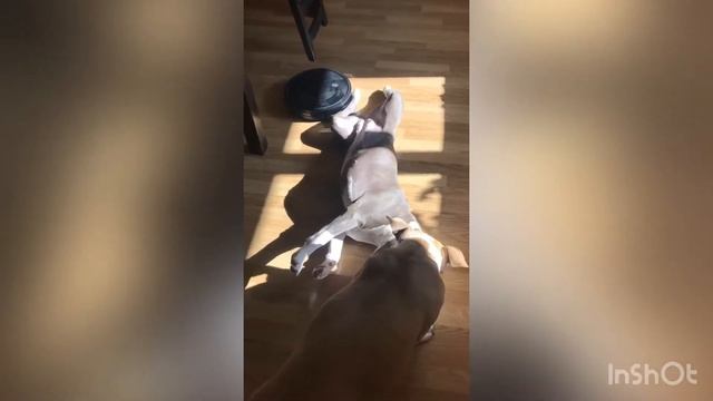 Амстафф вся правда о породе смотреть онлайн