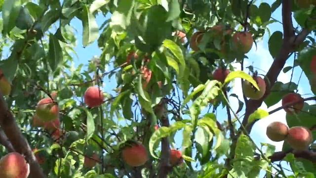 О персике из косточки и о питомниководах. смотреть онлайн