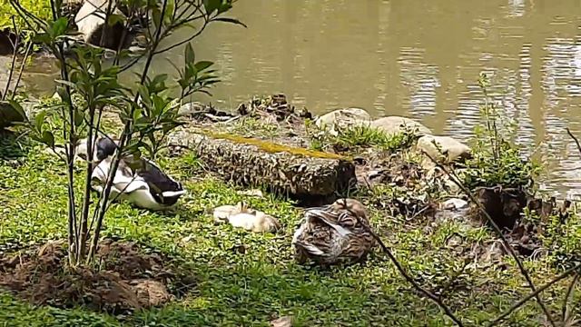 город Сочи - Парк Дендрарий - Красивый Пруд - Утки и Селезень около пруда. смотреть онлайн