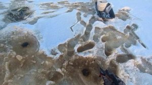 Зимняя рыбалка на Белом море! Навага. (27.11.21г.)